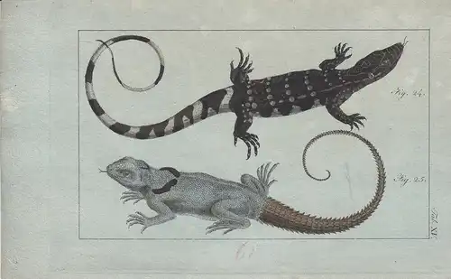 Amphibien Schlangen 12 kolorierte Kupferstiche von B.Siegrist 1800