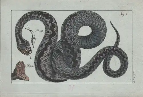 Amphibien Schlangen 12 kolorierte Kupferstiche von B.Siegrist 1800