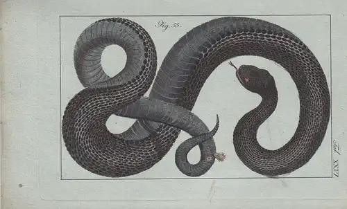 Amphibien Schlangen 12 kolorierte Kupferstiche von B.Siegrist 1800