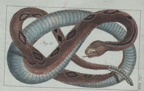 Amphibien Schlangen 12 kolorierte Kupferstiche von B.Siegrist 1800