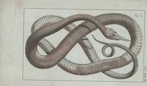 Amphibien Schlangen 12 kolorierte Kupferstiche von B.Siegrist 1800