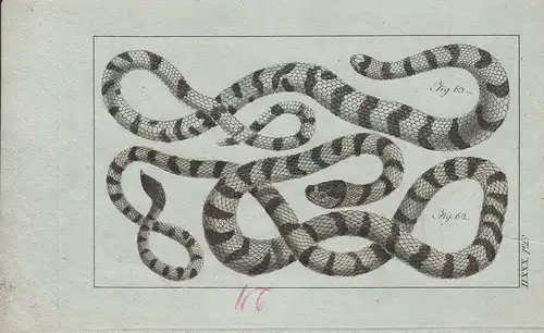 Amphibien Schlangen 12 kolorierte Kupferstiche von B.Siegrist 1800