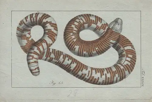 Amphibien Schlangen 12 kolorierte Kupferstiche von B.Siegrist 1800