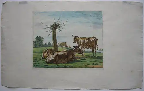 W. J. van Troostwyk (1782-1810) Kühe auf der Weide kolor Orig Kupferstich 1810