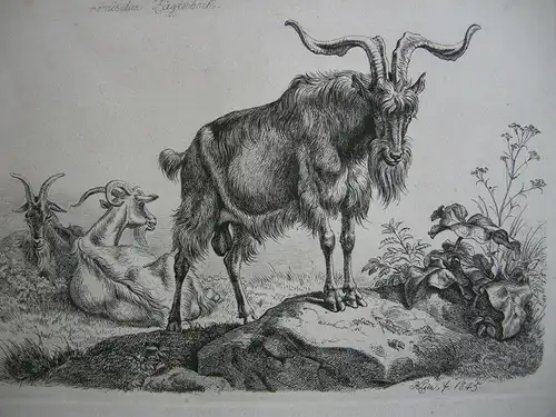 Johann Adam Klein (1792-1875) Römischer Ziegenbock Orig Radierung 1845