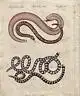 Schlangen Blindschleiche Ringler  kolor Kupferstich 1800 Bertuch snake