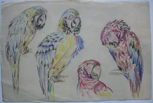 Fritz von Heider (1868-1933) Studien Papageien Zeichnung Fabstift um 1900