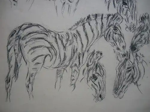 Fritz von Heider (1868-1933) Studien Zebras Zeichnung Kohlestift um 1900