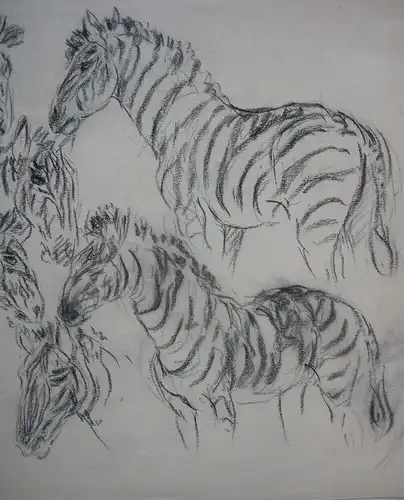 Fritz von Heider (1868-1933) Studien Zebras Zeichnung Kohlestift um 1900