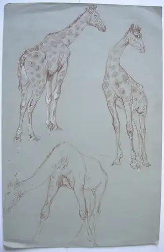 Fritz von Heider (1868-1933) Studien Giraffen Zeichnung Farbstift um 1900