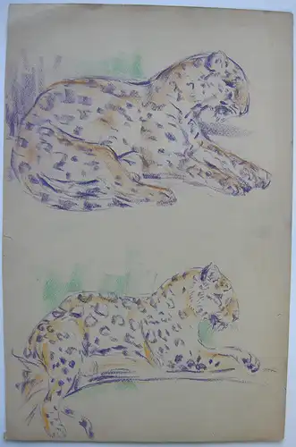 Fritz von Heider (1868-1933) 2 Leopard-Studien Zeichnung Farbstift um 1900