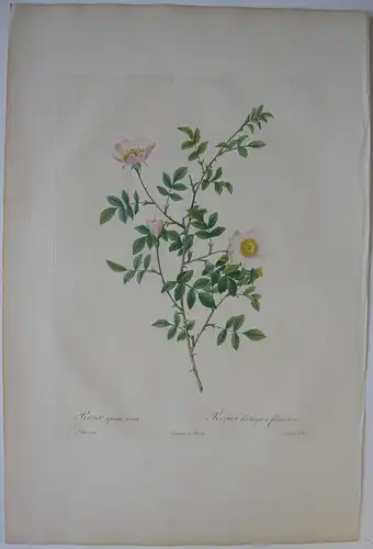 Pierre-Jos. Redouté Rosa sepium rosea altkolor Orig Kupferstich 1817-24 Lemaire