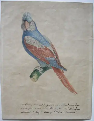Papagei auf Ast sitzend Orig Farblithografie um 1850 französ Papageiensprache