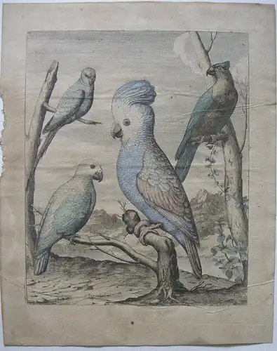 Kakadu Graupapagei Psittacus Kolor Kupferstich um 1800 Ornithologie