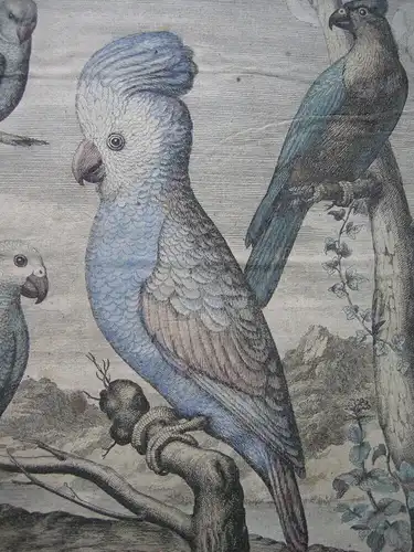 Kakadu Graupapagei Psittacus Kolor Kupferstich um 1800 Ornithologie