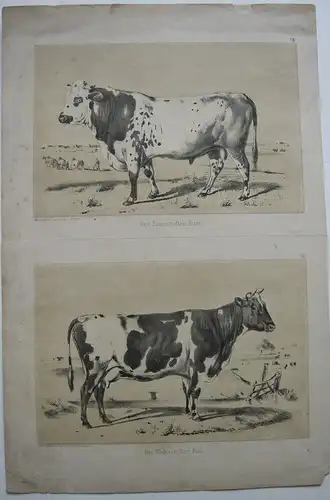 Rinderrassen Eiderstedter Kuh Stier Orig. Lithografie 1850 Zoologie B. Adam