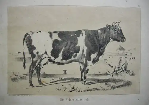 Rinderrassen Eiderstedter Kuh Stier Orig. Lithografie 1850 Zoologie B. Adam