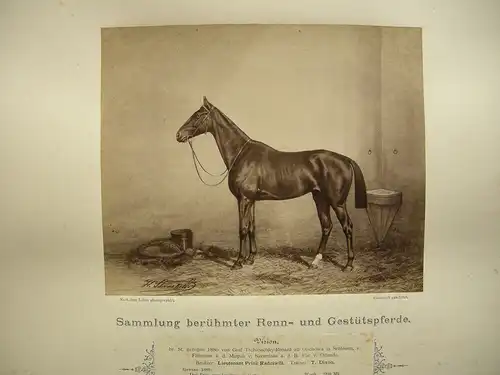 H. Schnaebeli berühmte Renn- und Gestütspferde 16 Albumin Fotos 1890 Turf