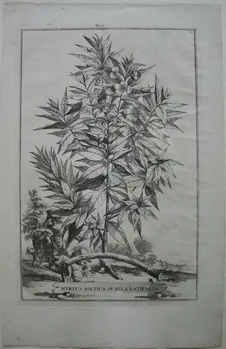 Myrte Myrtus Boetica Pumila Latifolia Kupferstich 1750 Botanik