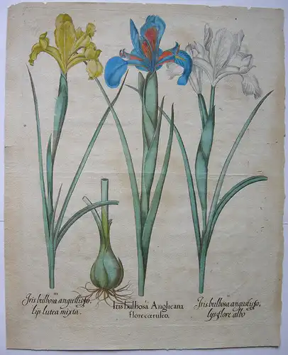 Schwertlilien altkolor Kupferstich Besler Hortus Eystettensis 1613