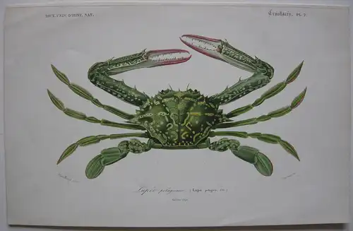 Portunus pelagicus Pazifische Schwimmkrappe Orig Lithografie 1842