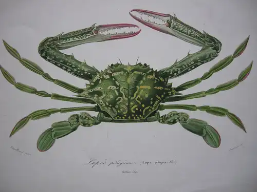 Portunus pelagicus Pazifische Schwimmkrappe Orig Lithografie 1842