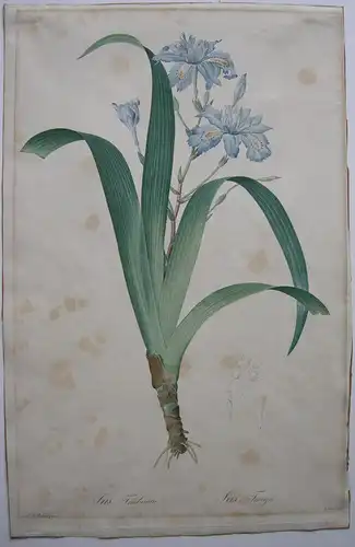 Pierre-Jos Redouté Iris Fimbriata kol Orig Punktierstich 1815 Gouy Schwertlilie