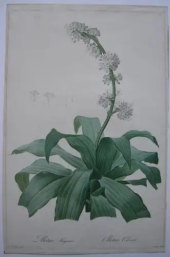 Pierre-Jos. Redouté Aletris Fragrans kolor Punktierstich 1815 Longlois Lilien