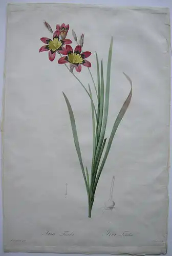 Pierre-Jos. Redouté Ixia Tricolor kolor Orig Punktierstich 1815 Longlois Lilien