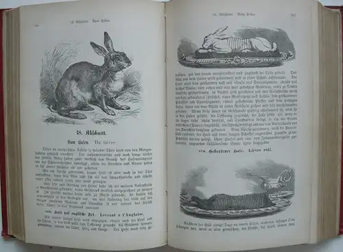 Rottenhöfer Anweisung der feinen Kochkunst München 1882 zahlr. Illustrationen