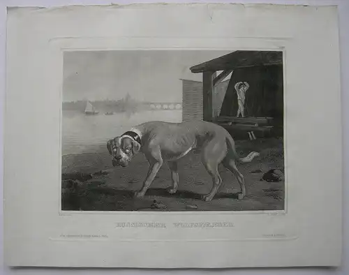 Russischer Wolfsfänger Hund Hunderasse St Petersburg Orig StahlstRu Siebert 1850