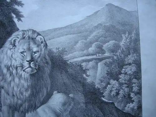 Lion Lionne Barbarie Orig. Lithografie Deshayes Lasteyrie 1850 Zoologie