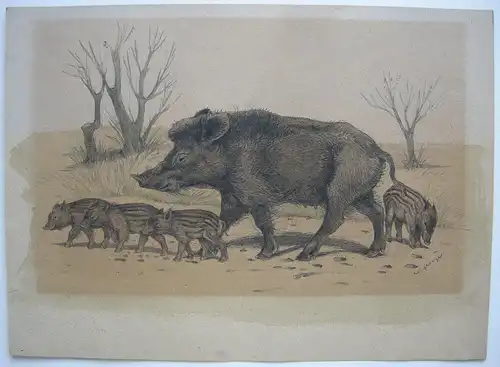 Wildschwein mit Frischlingen aquarellierte Orig Bleistiftzeichnung sign Zoologie