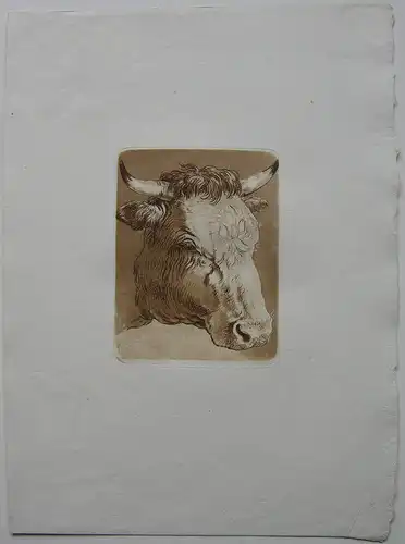 Ludwig Heß (1760-1800) Kopf eines Rindes Orig Aquatinta in Sepia um 1795