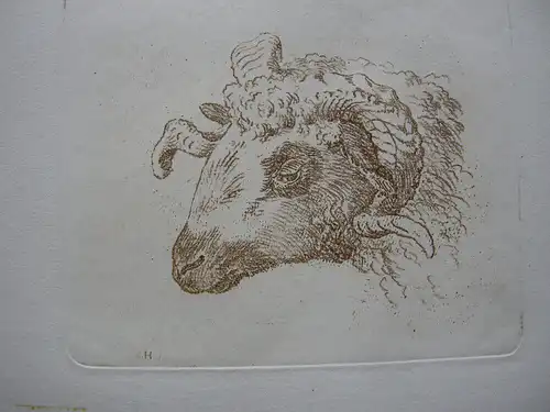 Ludwig Heß (1760-1800) Kopf eines Schafbocks Orig Radierung in Sepia um 1795
