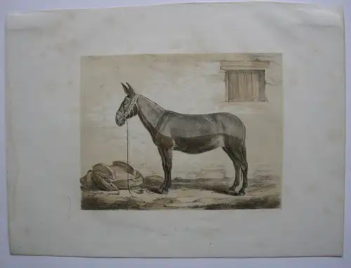 Maulthier der Mancha Rasse Esel Orig. Lithografie Aug. Kürth 1850 Zoologie
