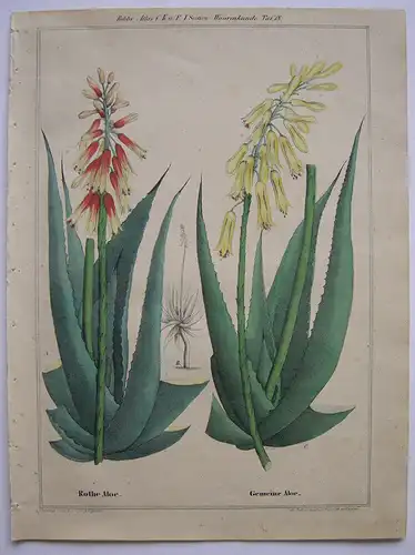 Rothe und Gemeine Aloe kolor Orig. Lithografie 1842 Affodil
