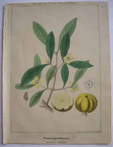 Gummiguttibaum Garcinia hanburyi kolor Orig. Lithografie 1842