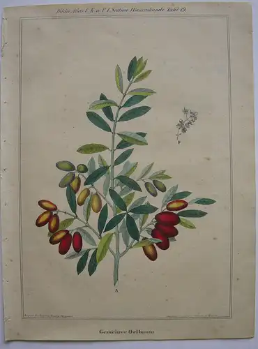 Gemeiner Oelbaum Ölbaum Zweig mit Oliven kolor Orig. Lithografie 1842