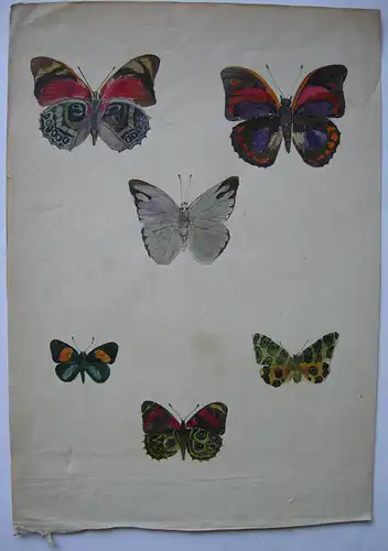 Schmetterlinge 2 Orig. Aquarelle mit 9 Darstellungen um 1900
