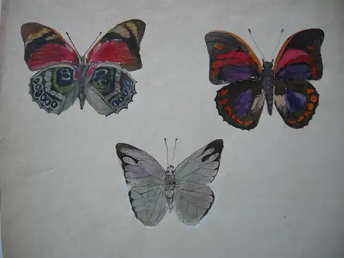 Schmetterlinge 2 Orig. Aquarelle mit 9 Darstellungen um 1900