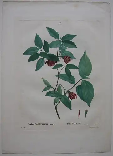 Calycanthus nanus Kleiner Gewürzstrauch Orig Kupferstich 1819 Redoute Duruisseau