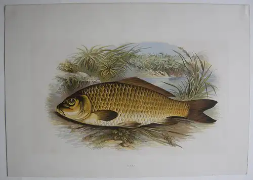 Karpfen Karp Orig Lithografie Benj Fawcett 1879 British Fresh-water fishes