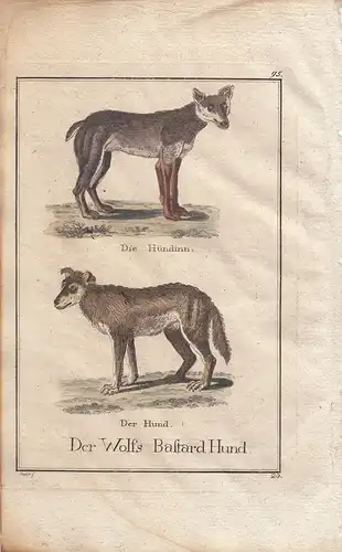 Der Wolfs Bastard Hund Kolor Orig Kupferstich C. Seipp 1800