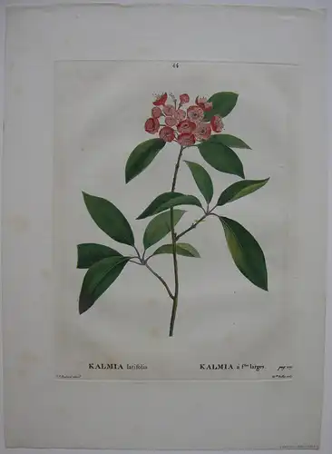 Kalmia latifolia Lorbeerrose Orig. Kupferstich 1819 Redoute Rollet