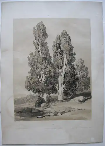 Alexandre Calame (1810-1864) Zypressen Mönch getönte Orig. Lithografie 1850