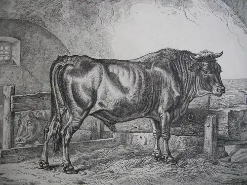 Johann Adam Klein (1792-1875) Schweizer Stier Rosenau Nürnb Orig Radierung 1843