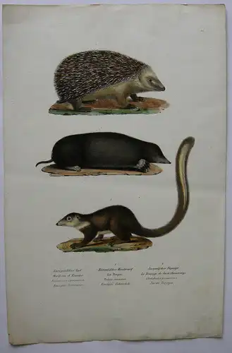 Igel Maulwurf Javanesischer Tupaije Orig. Lithografie 1860 Zoologie