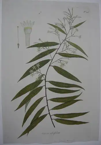 Weidenblattriger Hammerstrauch Cestrum salicifolium kolor Kupferstich 1797