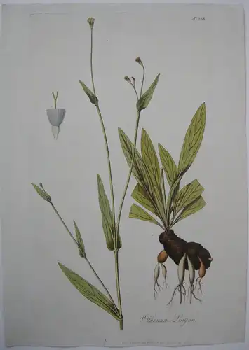 Zungenförmige Othonne Othonna Lingua kolor Orig Kupferstich 1797